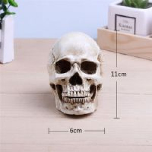     P-Flame Human Skull Replica Resin Model Medical Realistic 11x7x8.5cm Skeleton Collection Handicraft International HumanSkull -  