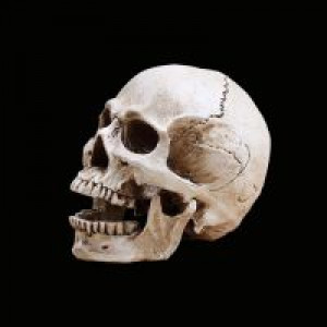     P-Flame Human Skull Replica Resin Model Medical Realistic 11x7x8.5cm Skeleton Collection Handicraft International HumanSkull -  