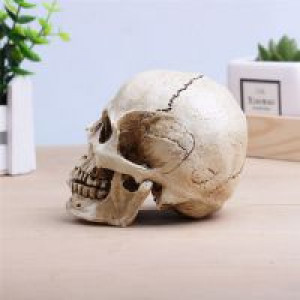     P-Flame Human Skull Replica Resin Model Medical Realistic 11x7x8.5cm Skeleton Collection Handicraft International HumanSkull -  