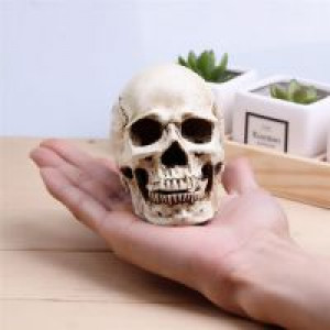     P-Flame Human Skull Replica Resin Model Medical Realistic 11x7x8.5cm Skeleton Collection Handicraft International HumanSkull -  