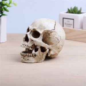     P-Flame Human Skull Replica Resin Model Medical Realistic 11x7x8.5cm Skeleton Collection Handicraft International HumanSkull -  
