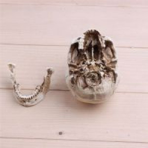     P-Flame Human Skull Replica Resin Model Medical Realistic 11x7x8.5cm Skeleton Collection Handicraft International HumanSkull -  