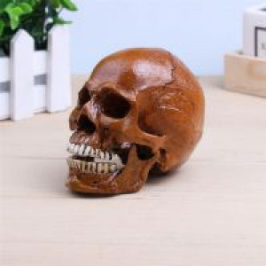     P-Flame Brown Color Human Skull Replica Resin Crafts Model Medical Realistic Handmade Home Decoratio International HumanSkull2 -  