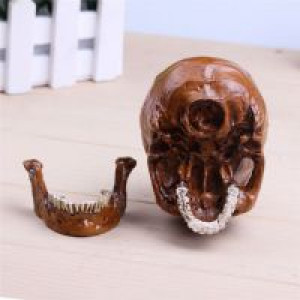     P-Flame Brown Color Human Skull Replica Resin Crafts Model Medical Realistic Handmade Home Decoratio International HumanSkull2 -  