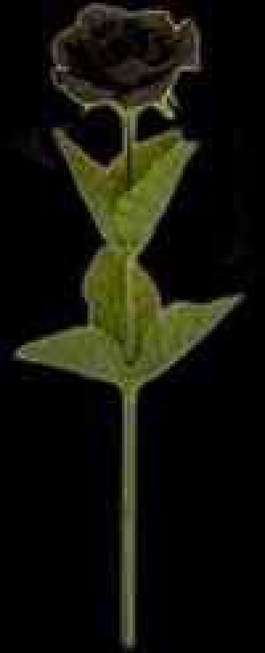     Black Imitation rose - 