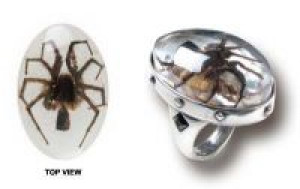  Wolf Spider -  1