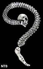    Necacrosome - Spine Alchemy Gothic E255  1